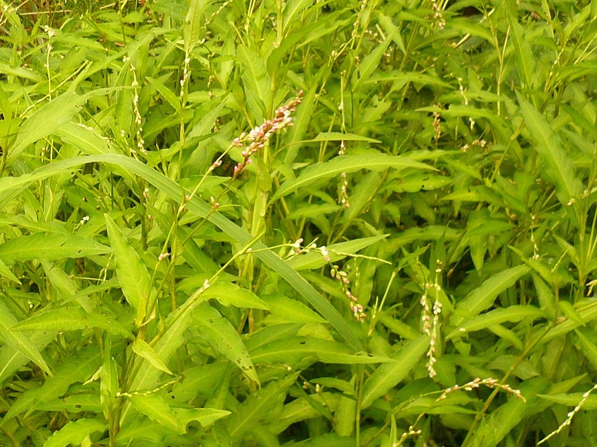 Persicaria hydropiper (Polygonaceae)